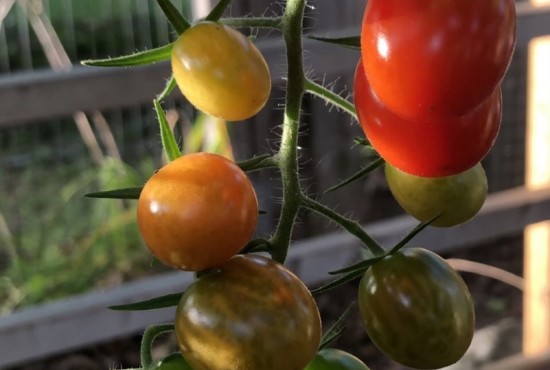 #52  Tomate Rainsin